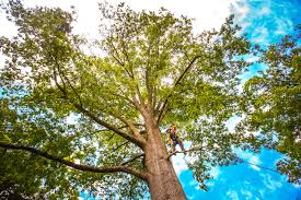 Best Root Management and Removal  in Lambert, MS