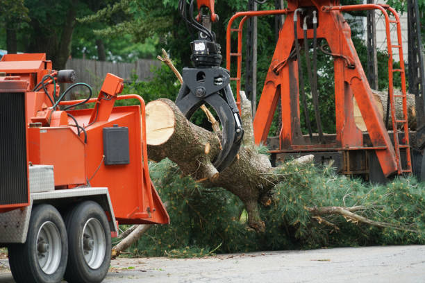 Reliable Lambert, MS Tree Services Solutions