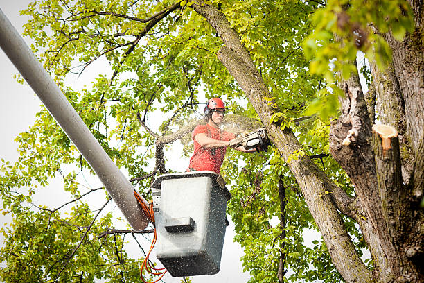 Best Seasonal Cleanup (Spring/Fall)  in Lambert, MS