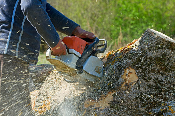 Best Leaf Removal  in Lambert, MS