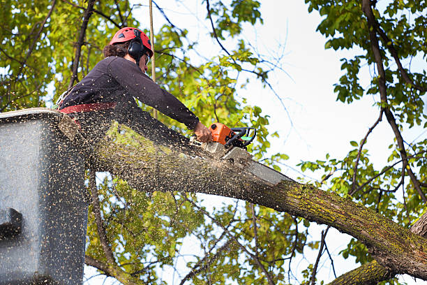 Best Hazardous Tree Removal  in Lambert, MS