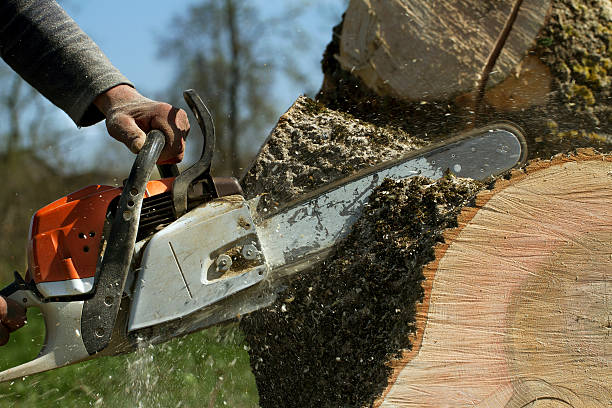 Best Tree Mulching  in Lambert, MS